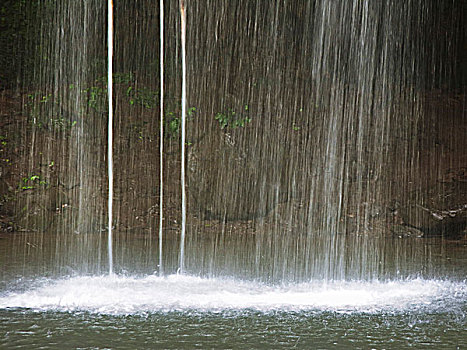 bach thu lo kep