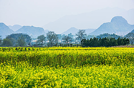soi cau mb rong bach kim