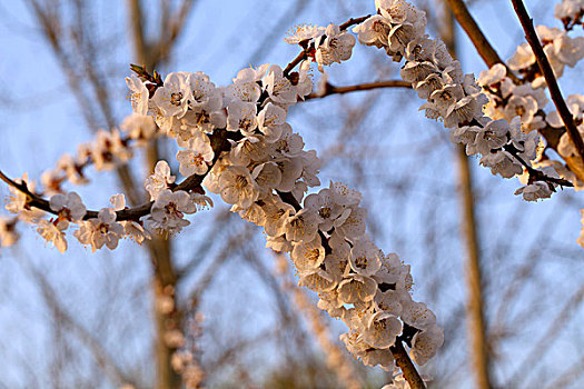 bạch thủ đề hôm nay con gì