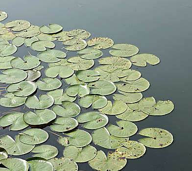 soi cau lo chuan