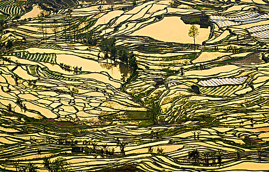 lô gan miền nam