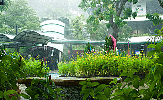 lô bạch thu khung 2 ngày