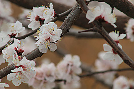 soi cầu lô bạch thủ